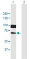 HIRA Interacting Protein 3 antibody, H00008479-B01P, Novus Biologicals, Western Blot image 