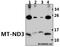 NADH-ubiquinone oxidoreductase chain 3 antibody, A04611, Boster Biological Technology, Western Blot image 
