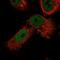 NIPA Magnesium Transporter 1 antibody, NBP1-93476, Novus Biologicals, Immunofluorescence image 
