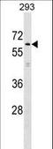 Kelch Like Family Member 2 antibody, LS-C160013, Lifespan Biosciences, Western Blot image 