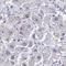 Abhydrolase Domain Containing 16B antibody, HPA059272, Atlas Antibodies, Immunohistochemistry frozen image 