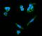 PDE6B antibody, M02659, Boster Biological Technology, Immunofluorescence image 