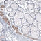 Lysosomal Protein Transmembrane 4 Beta antibody, AMAb91355, Atlas Antibodies, Immunohistochemistry frozen image 
