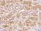 NACHT, LRR and PYD domains-containing protein 5 antibody, 205175-T08, Sino Biological, Immunohistochemistry frozen image 