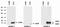 Anterior gradient protein 3 homolog antibody, NBP1-45005, Novus Biologicals, Western Blot image 
