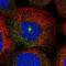 RAB15, Member RAS Oncogene Family antibody, NBP1-86231, Novus Biologicals, Immunofluorescence image 