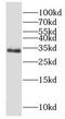 Developmental pluripotency-associated protein 2 antibody, FNab02524, FineTest, Western Blot image 
