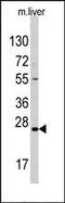 Sclerostin antibody, AP13235PU-N, Origene, Western Blot image 