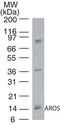 Ribosomal Protein S19 Binding Protein 1 antibody, TA337018, Origene, Western Blot image 