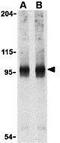 NBS1 antibody, GTX31277, GeneTex, Western Blot image 