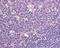 Atypical Chemokine Receptor 3 antibody, 48-954, ProSci, Immunohistochemistry paraffin image 