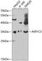 Prostaglandin F synthase antibody, 15-075, ProSci, Western Blot image 