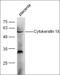 JunD Proto-Oncogene, AP-1 Transcription Factor Subunit antibody, orb4925, Biorbyt, Western Blot image 