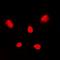 p38 antibody, LS-C368774, Lifespan Biosciences, Immunofluorescence image 