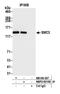 Structural Maintenance Of Chromosomes 3 antibody, NBP2-82113, Novus Biologicals, Immunoprecipitation image 