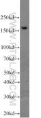 Pre-mRNA cleavage complex 2 protein Pcf11 antibody, 23540-1-AP, Proteintech Group, Western Blot image 