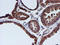 Cystatin C antibody, TA504442, Origene, Immunohistochemistry frozen image 