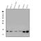 Galectin 1 antibody, PA1422, Boster Biological Technology, Western Blot image 