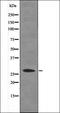 Caveolin 2 antibody, orb335773, Biorbyt, Western Blot image 