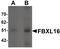 F-Box And Leucine Rich Repeat Protein 16 antibody, PA5-21094, Invitrogen Antibodies, Western Blot image 
