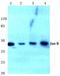 JunB Proto-Oncogene, AP-1 Transcription Factor Subunit antibody, AP06191PU-N, Origene, Western Blot image 