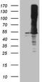 Argininosuccinate synthase antibody, TA809137S, Origene, Western Blot image 