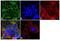 Superoxide Dismutase 2 antibody, LF-MA0030, Invitrogen Antibodies, Immunofluorescence image 