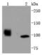 Histone Deacetylase 7 antibody, NBP2-67799, Novus Biologicals, Western Blot image 