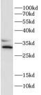 HCLS1 Associated Protein X-1 antibody, FNab10721, FineTest, Western Blot image 