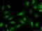 Karyopherin Subunit Alpha 4 antibody, 12463-1-AP, Proteintech Group, Immunofluorescence image 