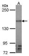 Fms Related Tyrosine Kinase 4 antibody, PA5-27277, Invitrogen Antibodies, Western Blot image 