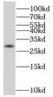 Protein SOX-15 antibody, FNab08123, FineTest, Western Blot image 