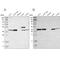 Serpin Family B Member 6 antibody, NBP1-86643, Novus Biologicals, Western Blot image 