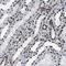 Zinc Finger Protein 207 antibody, NBP1-89550, Novus Biologicals, Immunohistochemistry frozen image 