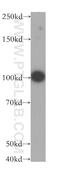 Leucyl-TRNA Synthetase 2, Mitochondrial antibody, 17097-1-AP, Proteintech Group, Western Blot image 