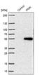 Inositol Polyphosphate Multikinase antibody, PA5-58132, Invitrogen Antibodies, Western Blot image 