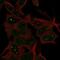 APC Membrane Recruitment Protein 3 antibody, NBP1-93800, Novus Biologicals, Immunofluorescence image 