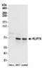 RalA Binding Protein 1 antibody, A304-498A, Bethyl Labs, Western Blot image 