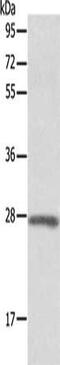 Adrenomedullin antibody, CSB-PA988424, Cusabio, Western Blot image 