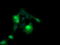 ETS Transcription Factor ERG antibody, LS-C174666, Lifespan Biosciences, Immunofluorescence image 