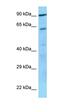 Platelet glycoprotein V antibody, orb326464, Biorbyt, Western Blot image 