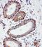 Mitochondrially Encoded Cytochrome C Oxidase I antibody, LS-C343871, Lifespan Biosciences, Immunohistochemistry frozen image 