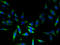 N-Acetyltransferase 8 (Putative) antibody, A59998-100, Epigentek, Immunofluorescence image 
