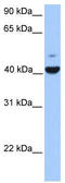 FGFR1 Oncogene Partner antibody, TA335344, Origene, Western Blot image 