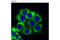 Ubiquitin Specific Peptidase 10 antibody, 8501P, Cell Signaling Technology, Immunofluorescence image 