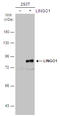 Leucine-rich repeat and immunoglobulin-like domain-containing nogo receptor-interacting protein 1 antibody, GTX118853, GeneTex, Western Blot image 
