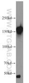 CAP-Gly domain-containing linker protein 1 antibody, 23839-1-AP, Proteintech Group, Western Blot image 