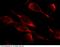 Integrin Subunit Beta 1 antibody, 100562-T46, Sino Biological, Immunohistochemistry frozen image 