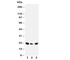 Dual specificity protein phosphatase 3 antibody, R30855, NSJ Bioreagents, Western Blot image 
