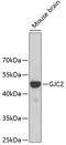 Gap Junction Protein Gamma 2 antibody, GTX54126, GeneTex, Western Blot image 